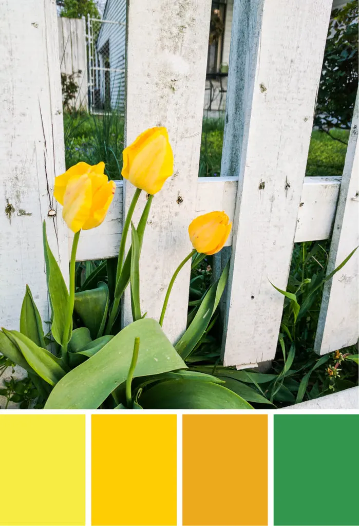 Color inspiration: Yellow tulips near a white picket fence. Try these three shades of yellow with a pop of green on your spring wreaths, April birthday cards, Mother's Day cards and more #Colorize #ABColorPalette #ad