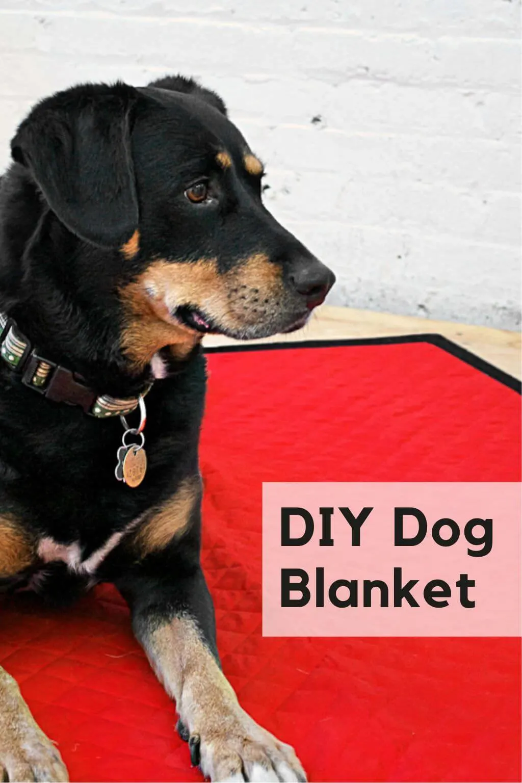Dog sitting on a DIY dog blanket