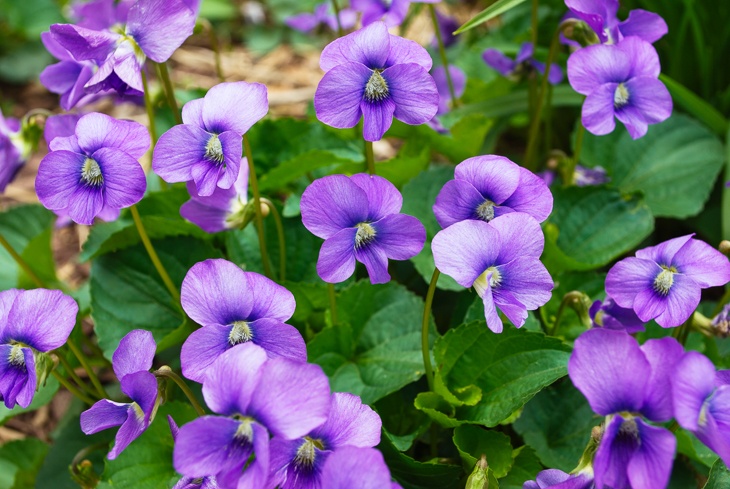 'An ocean of violets in bloom...' color palette inspiration. Try this purple and green color palette on your paper crafts, scrapbooks, seasonal wreaths, handmade cards, weddings, birthday parties and more #Colorize #ABColorPalette