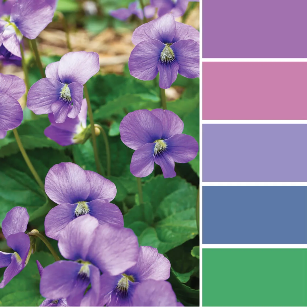 'An ocean of violets in bloom...' color palette inspiration. Try this purple and green color palette on your paper crafts, scrapbooks, seasonal wreaths, handmade cards, weddings, birthday parties and more #Colorize #ABColorPalette