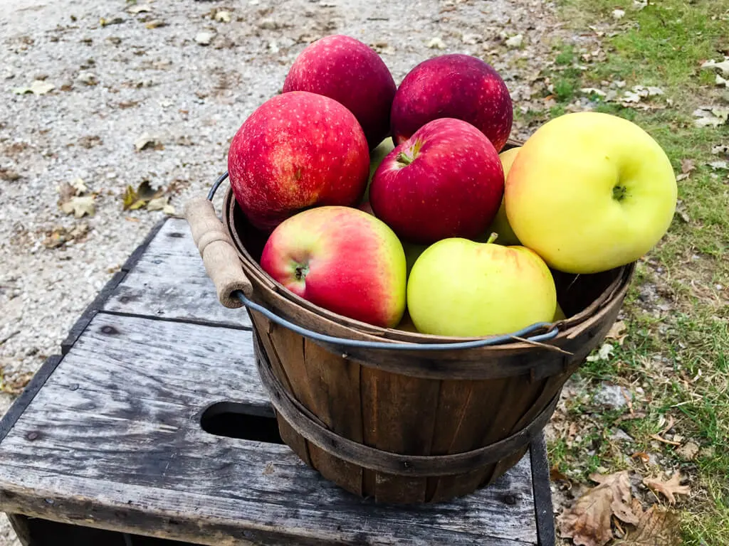 Red, pink, yellow and green apples in a bucket at Brightonwoods Apple Orchard, Wisconsin