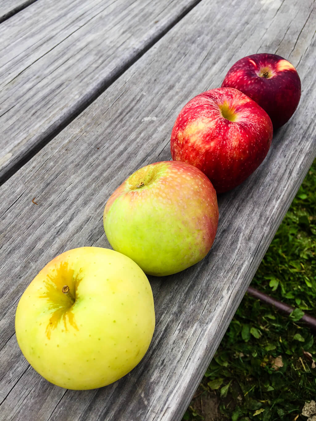 Apple colors: yellow, green, pink and red from Brightonwoods Apple Orchard