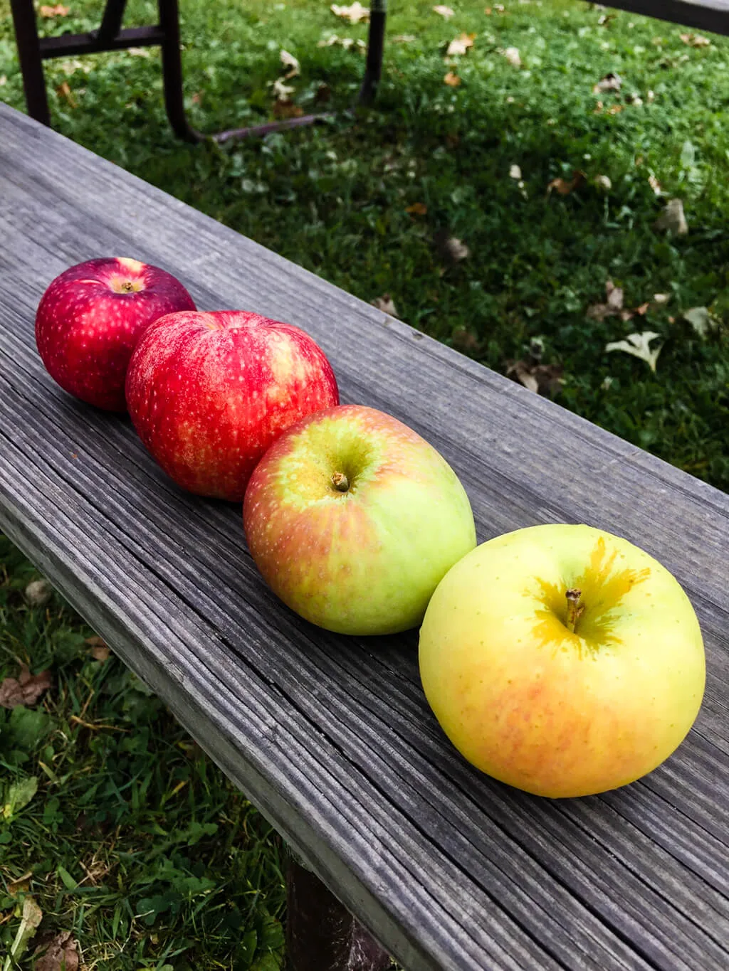 Red, pink, green and yellow apples at Brightonwoods Apple Orchard, Wisconsin