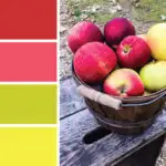 Apples color palette. Try this apple-inspired color red, pink, green and yellow color palette for fall parties, cards, scrapbooking, fall wedding color palettes, birthday parties and more #Colorize #ABColorPalette #ad