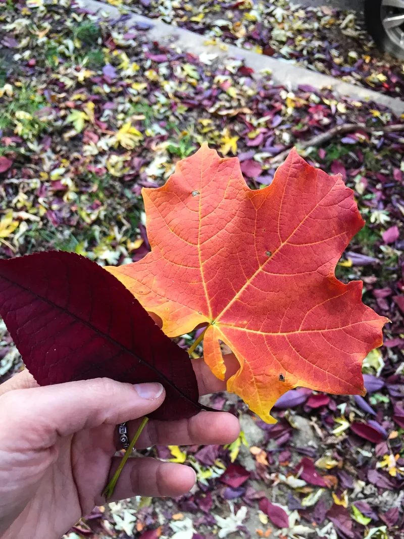 'Fall leaves color palette inspiration. Try this red, orange and yellow color palette on your fall paper crafts, fall wreaths, Thanksgiving table decor, fall wedding colors and more #Colorize #ABColorPalette