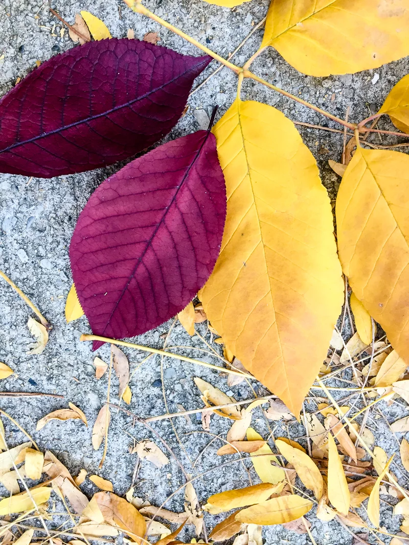 'Fall leaves color palette inspiration. Try this red, orange and yellow color palette on your fall paper crafts, fall wreaths, Thanksgiving table decor, fall wedding colors and more #Colorize #ABColorPalette