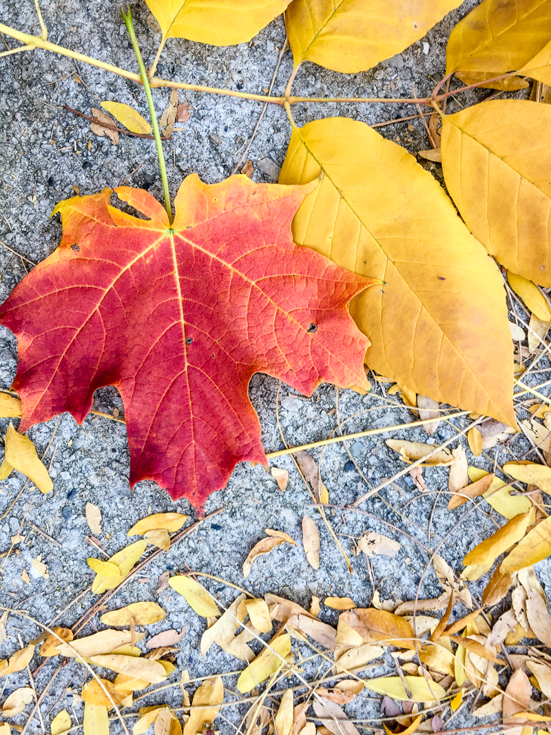 'Fall leaves color palette inspiration. Try this red, orange and yellow color palette on your fall paper crafts, fall wreaths, Thanksgiving table decor, fall wedding colors and more #Colorize #ABColorPalette