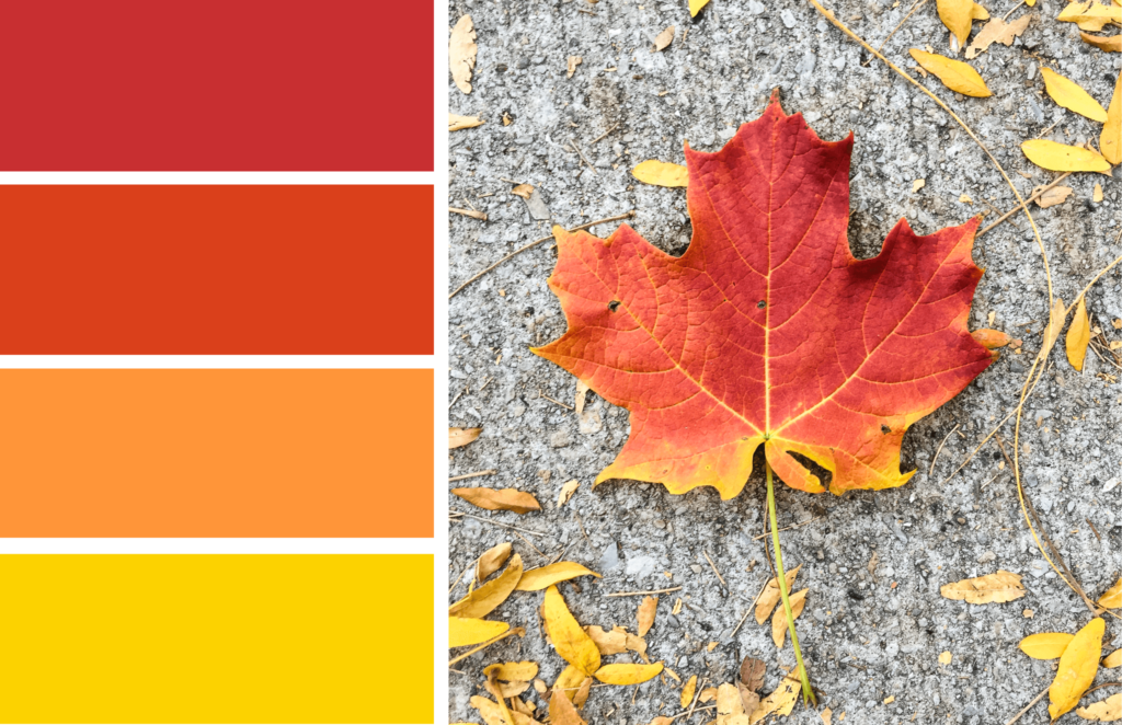 'Fall leaves color palette inspiration. Try this red, orange and yellow color palette on your fall paper crafts, fall wreaths, Thanksgiving table decor, fall wedding colors and more #Colorize #ABColorPalette