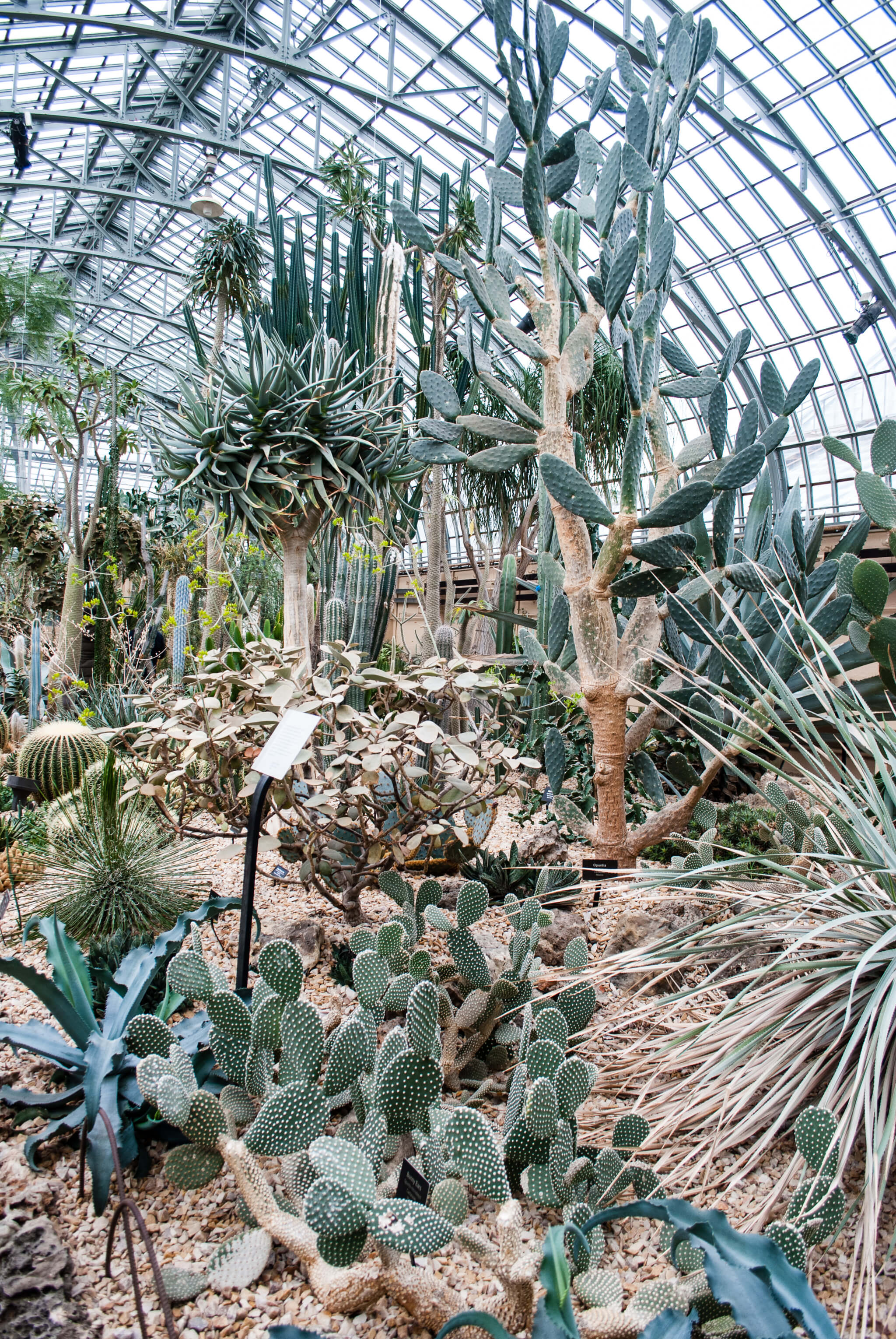 Garfield Park Conservatory, Chicago