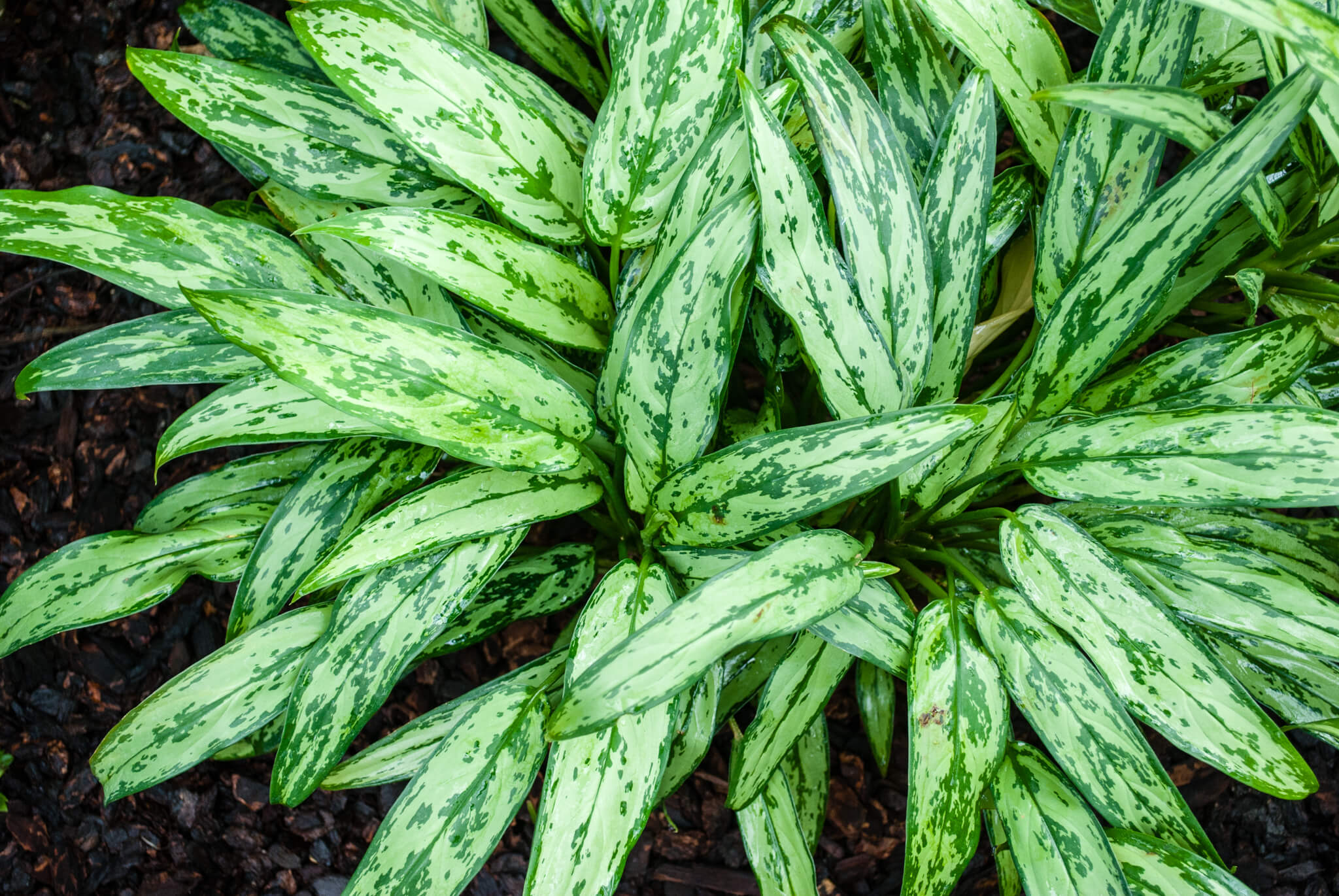 Garfield Park Conservatory, Chicago