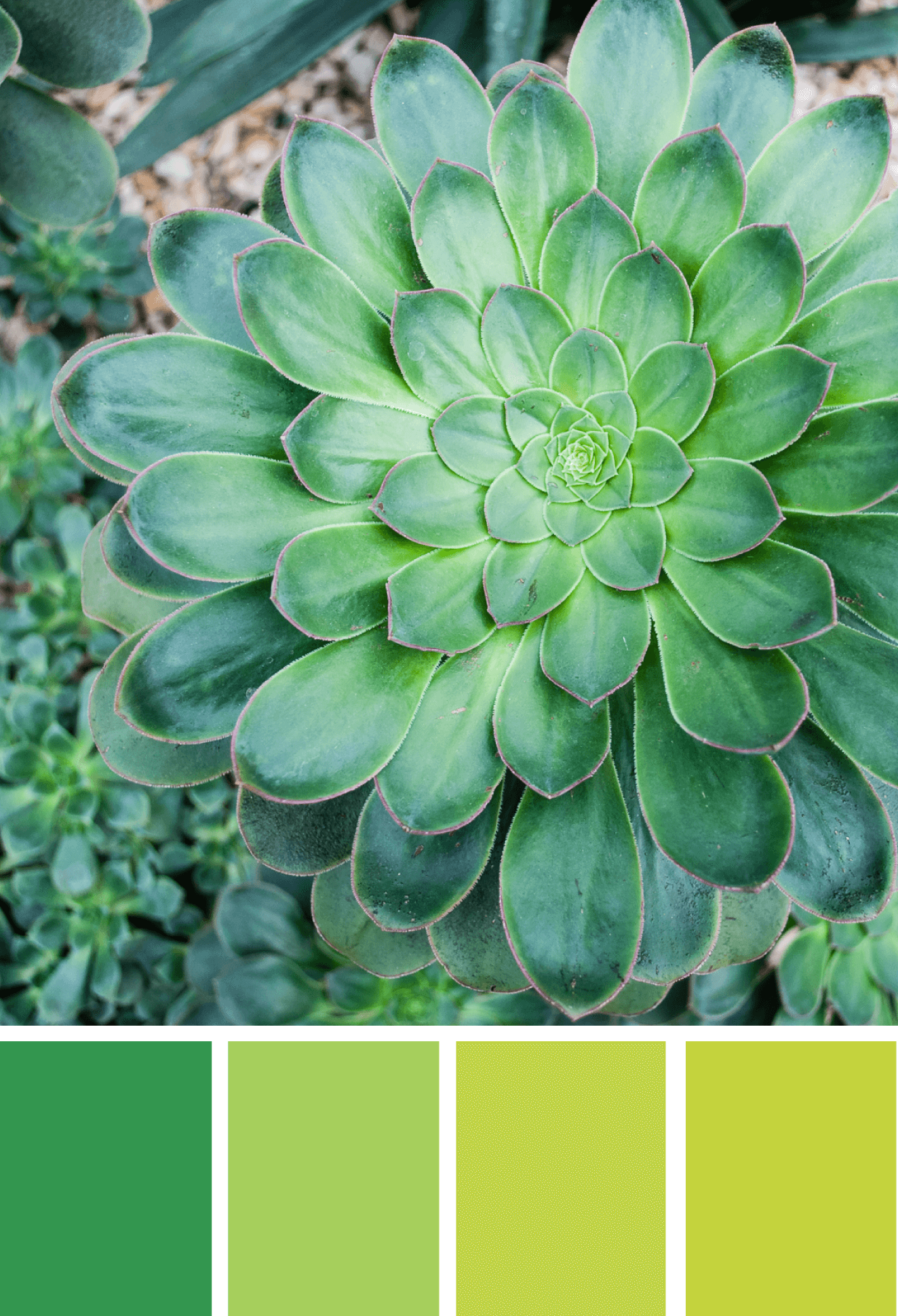 Color palette inspiration: Turning over a new leaf. Try this monochrome green color palette on your paper crafts, stationery, home decor, wreaths, and more #Colorize #ABColorPalette