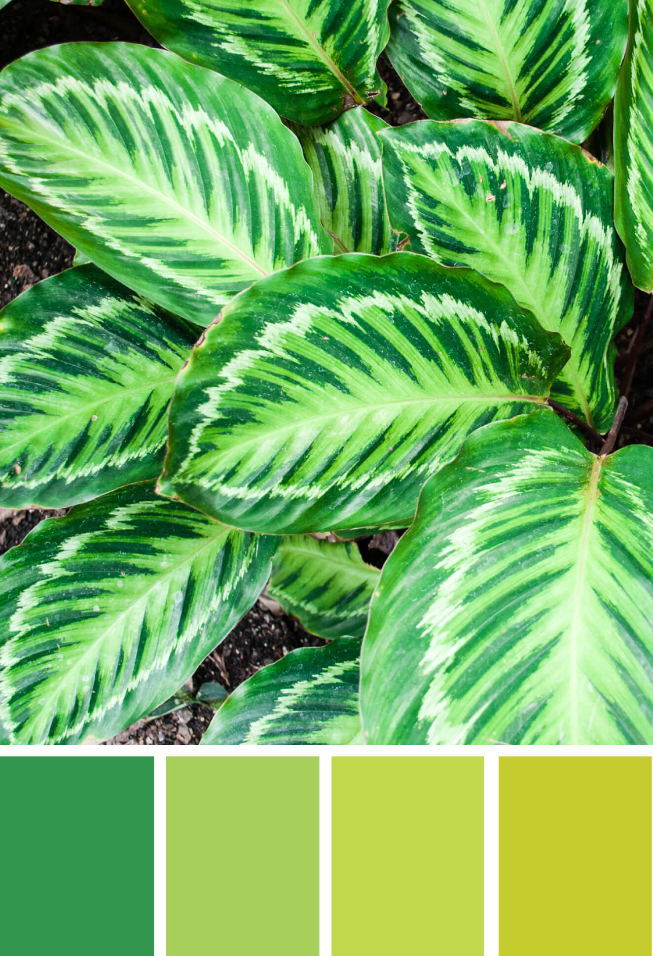Color palette inspiration: Turning over a new leaf. Try this monochrome green color palette on your paper crafts, stationery, home decor, wreaths, and more #Colorize #ABColorPalette