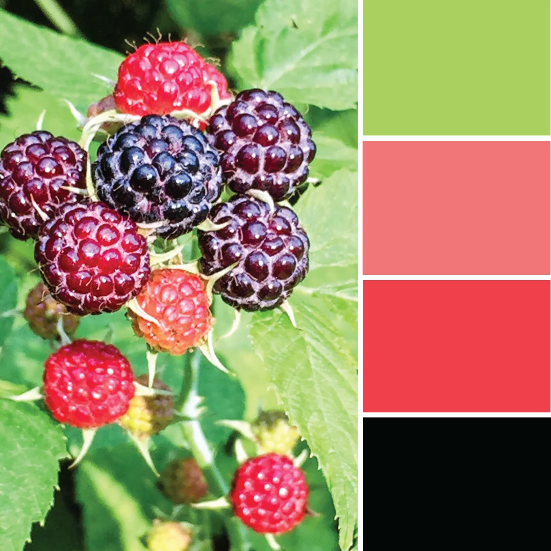 'Summer berry picking' color palette inspiration. Try this red, green and black color palette on your paper crafts, scrapbooks, seasonal wreaths, handmade cards, weddings, birthday parties and more #Colorize #ABColorPalette