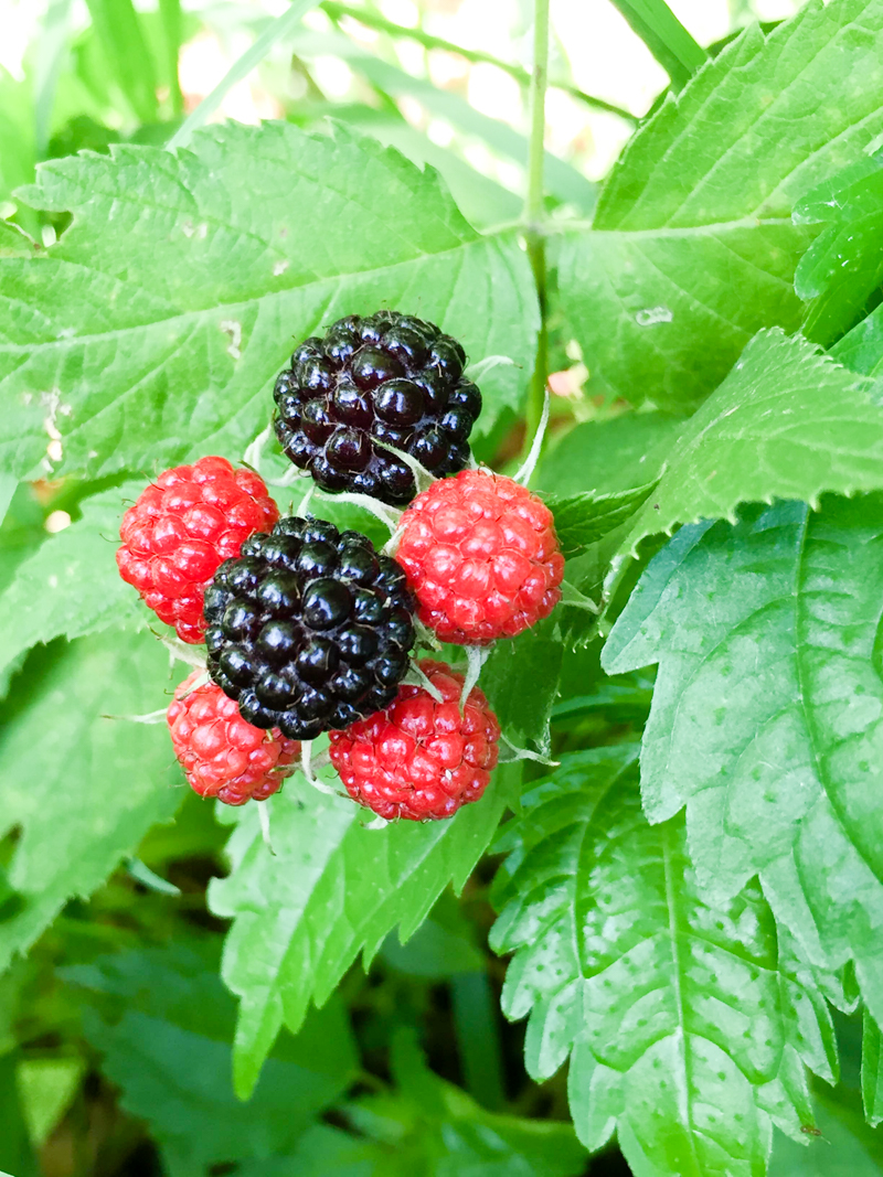 'Summer berry picking' color palette inspiration. Try this patriotic red, blue and black color palette on your paper crafts, scrapbooks, seasonal wreaths, handmade cards, weddings, birthday parties and more #Colorize #ABColorPalette