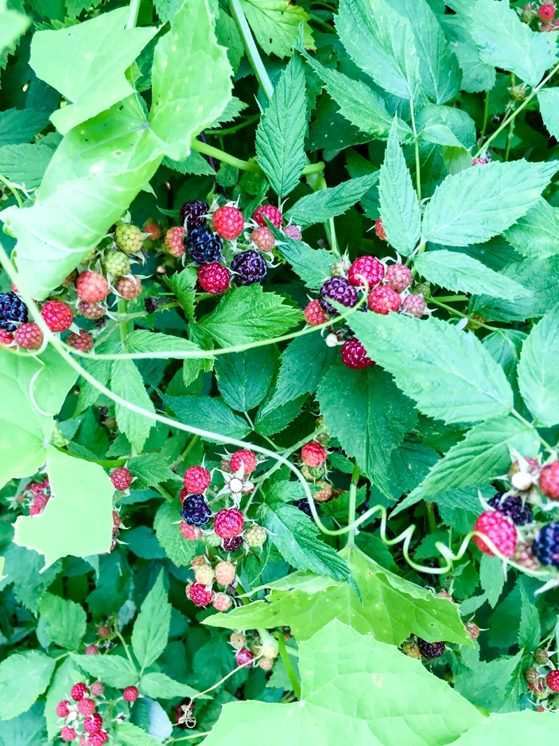 'Summer berry picking' color palette inspiration. Try this patriotic red, blue and black color palette on your paper crafts, scrapbooks, seasonal wreaths, handmade cards, weddings, birthday parties and more #Colorize #ABColorPalette