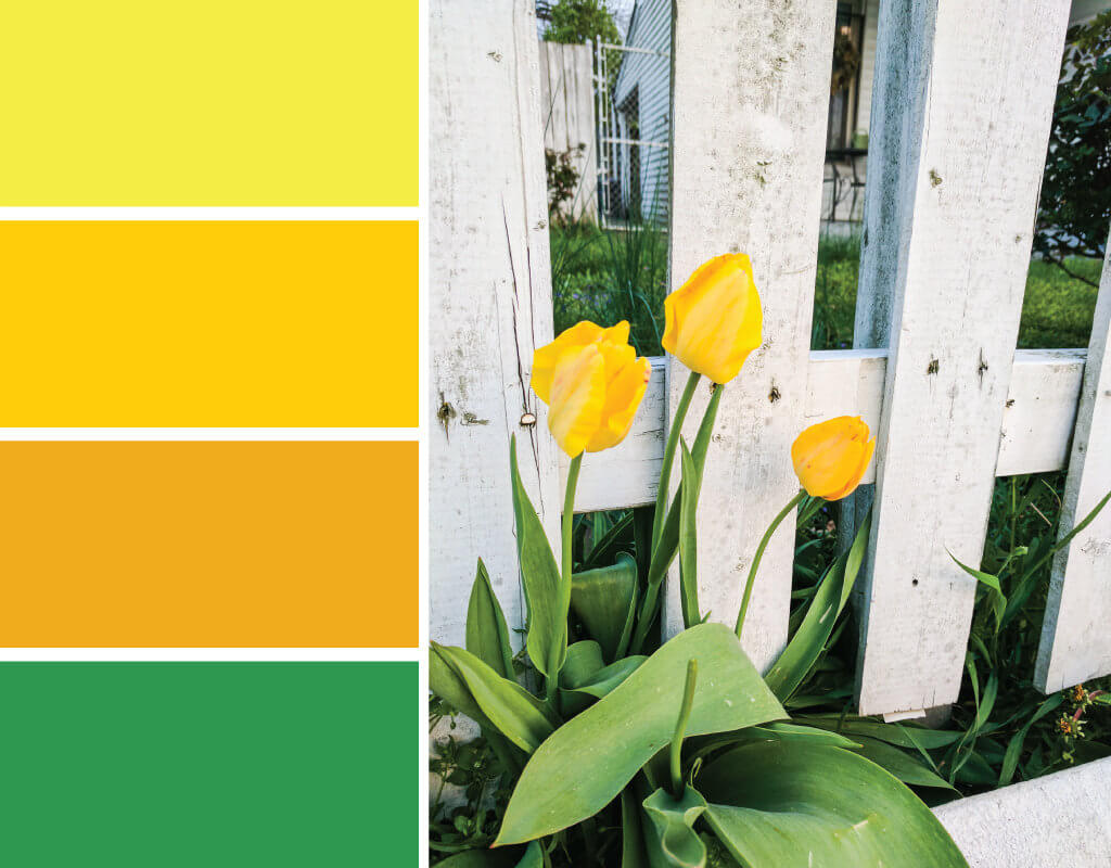 Color inspiration: Yellow tulips near a white picket fence. Try these three shades of yellow with a pop of green on your spring wreaths, April birthday cards, Mother's Day cards and more #Colorize #ABColorPalette #ad