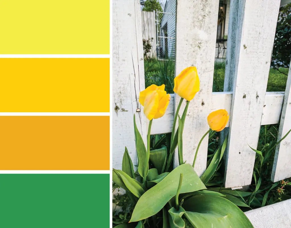 alt= Color inspiration: Yellow tulips near a white picket fence. Try these three shades of yellow with a pop of green on your spring wreaths, April birthday cards, Mother's Day cards and more #Colorize #ABColorPalette #ad