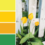 Color inspiration: Yellow tulips near a white picket fence. Try these three shades of yellow with a pop of green on your spring wreaths, April birthday cards, Mother's Day cards and more #Colorize #ABColorPalette #ad