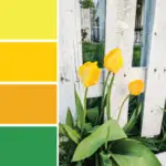 Color inspiration: Yellow tulips near a white picket fence. Try these three shades of yellow with a pop of green on your spring wreaths, April birthday cards, Mother's Day cards and more #Colorize #ABColorPalette #ad