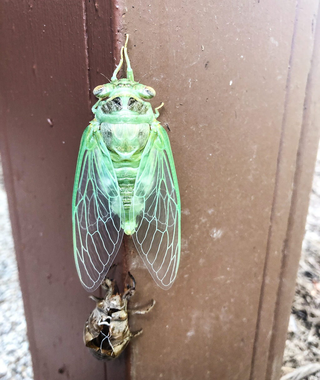 Annual cicada emerging from its shell