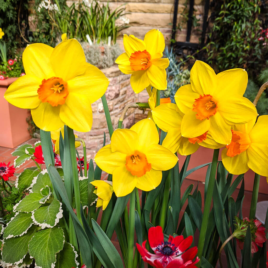 Yellow daffodils with orange centers