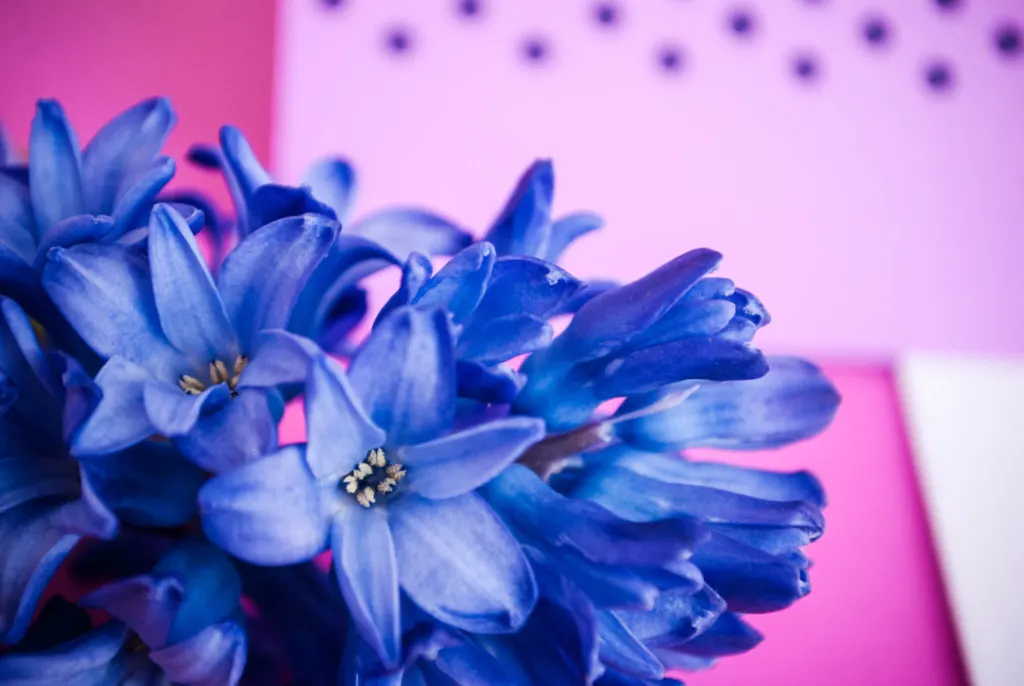 Pretty purple flowers for Mother's Day