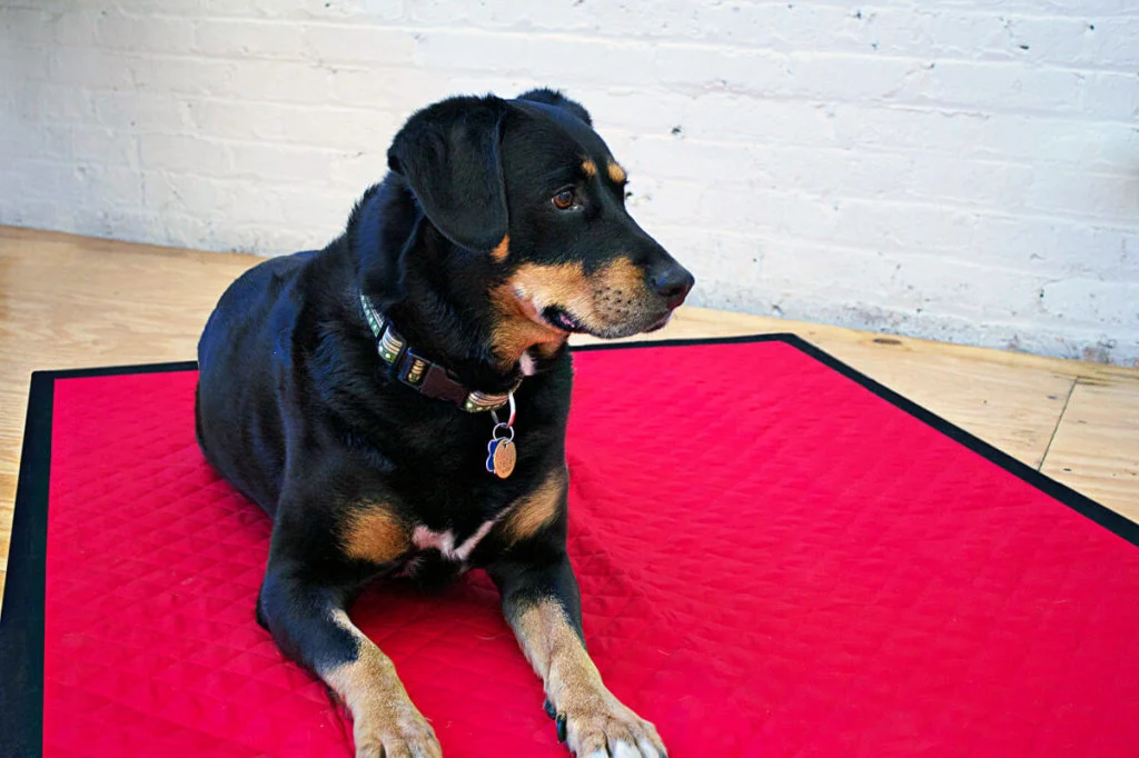 Dog blanket free sewing pattern