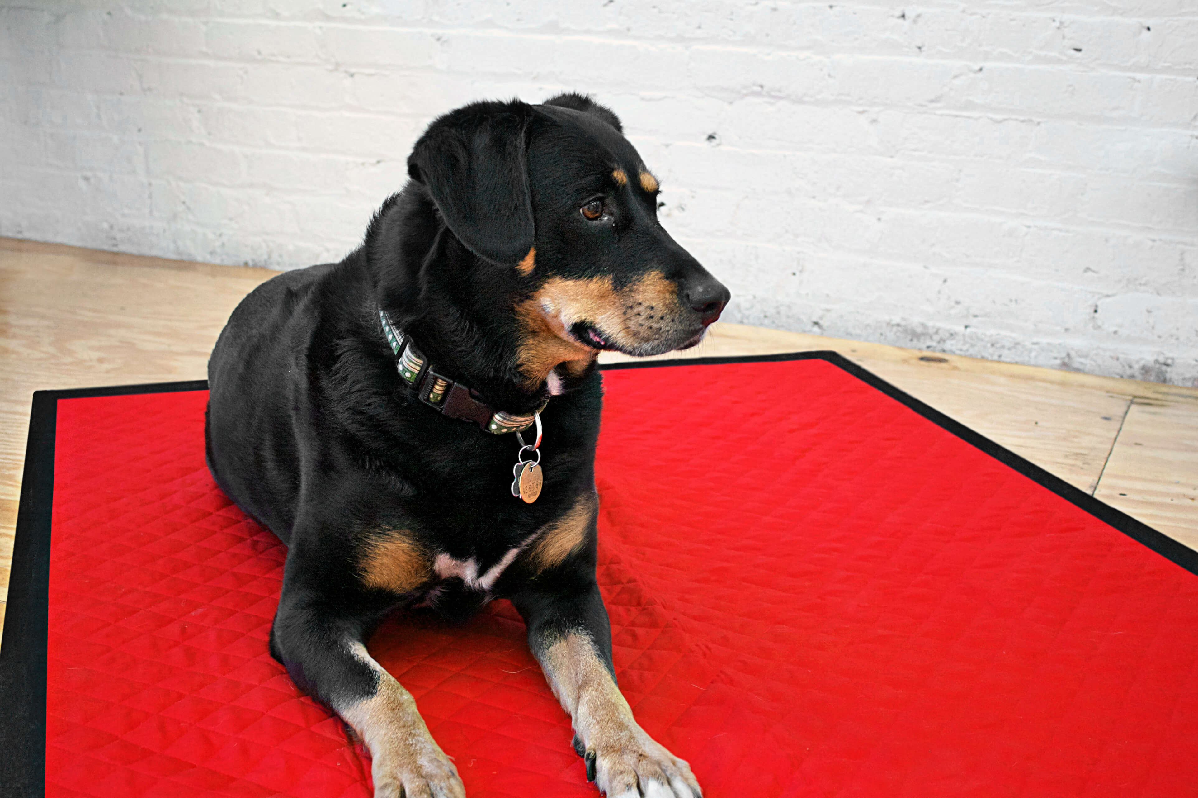 Dog sitting on a DIY blanket