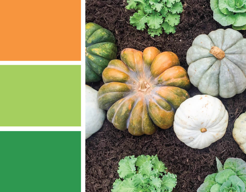 Fall color palette inspired by green heirloom pumpkins and orange pumpkins. Try this orange, green and light green color palette on your Thanksgiving tablescape, fall party decorations, cards, scrapbooking, fall wedding color palettes, birthday parties and more #Colorize #ABColorPalette #spon