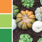 Fall color palette inspired by heirloom green pumpkins and orange pumpkins. Try this orange, green and light green color palette on your Thanksgiving tablescape, fall party decorations, cards, scrapbooking, fall wedding color palettes, birthday parties and more #Colorize #ABColorPalette #spon
