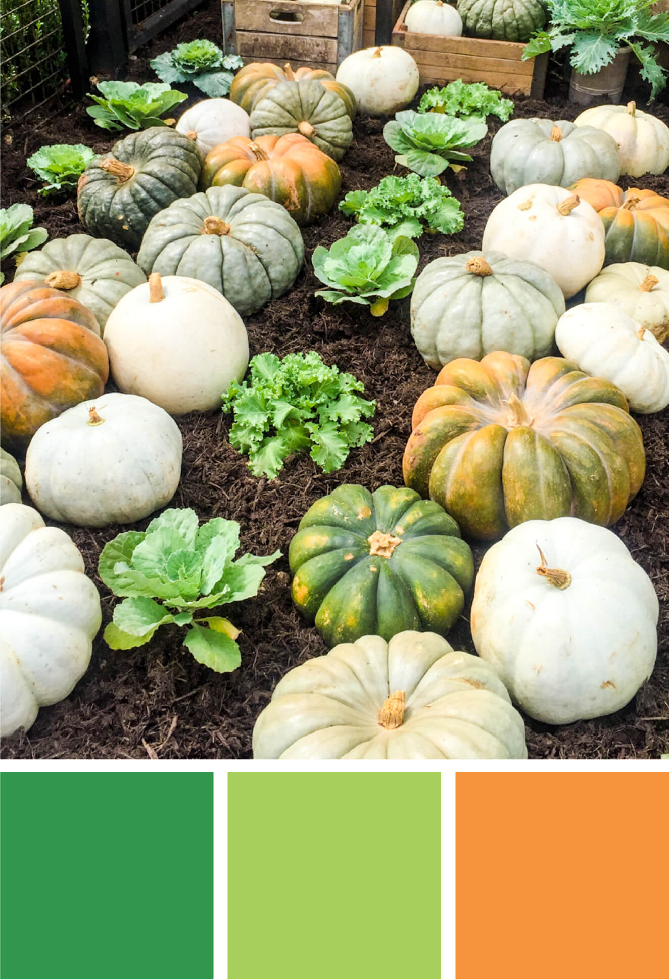 Fall color palette inspired by orange and green heirloom pumpkins. Try this orange, green and light green color palette on your Thanksgiving tablescape, fall party decorations, cards, scrapbooking, fall wedding color palettes, birthday parties and more #Colorize #ABColorPalette #spon