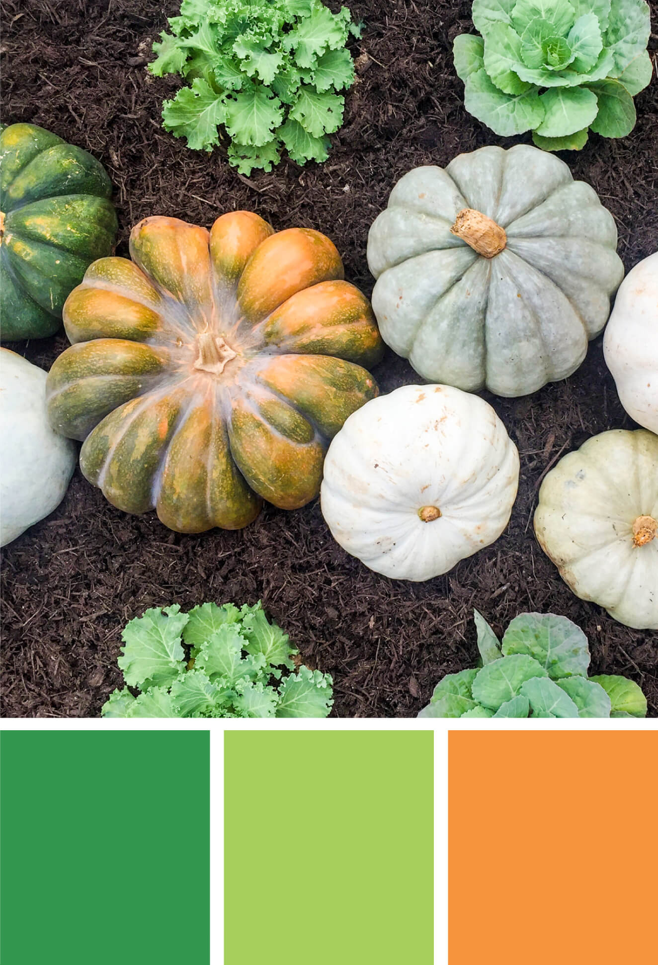Fall color palette inspired by orange and green heirloom pumpkins. Try this orange, green and light green color palette on your Thanksgiving tablescape, fall party decorations, cards, scrapbooking, fall wedding color palettes, birthday parties and more #Colorize #ABColorPalette #spon