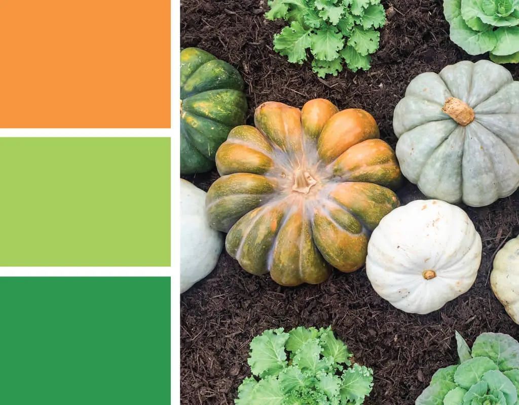 Fall color palette inspired by heirloom green pumpkins and orange pumpkins. Try this orange, green and light green color palette on your Thanksgiving tablescape, fall party decorations, cards, scrapbooking, fall wedding color palettes, birthday parties and more #Colorize #ABColorPalette #spon