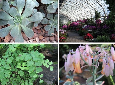 Garfield Park Conservatory by Kathy Beymer