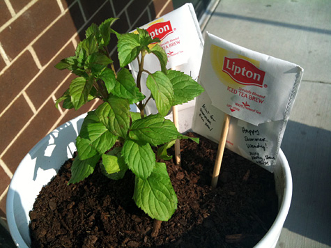 How to make Mint Plant with Teabag Card hostess or housewarming gift idea free project tutorial