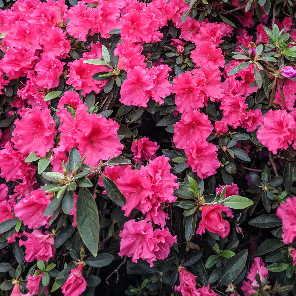 Bright pink azaleas