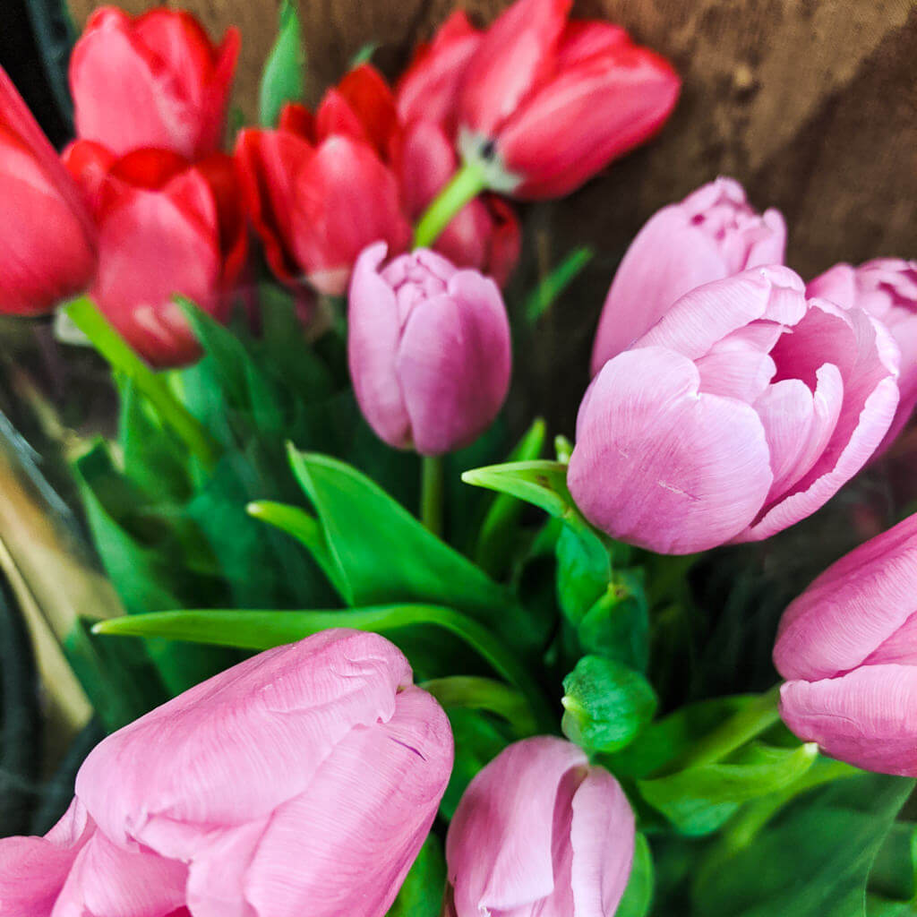 Red and pink tulips