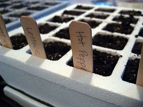 Planting seeds and herbs for the garden