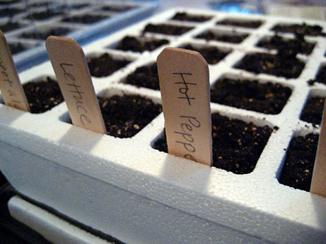 Merriment :: Planting vegetable, herb and flower seeds for the garden