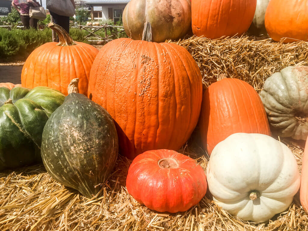 Fall orange and green heirloom pumpkin display at Magnolia Market and Silos, Waco, TX