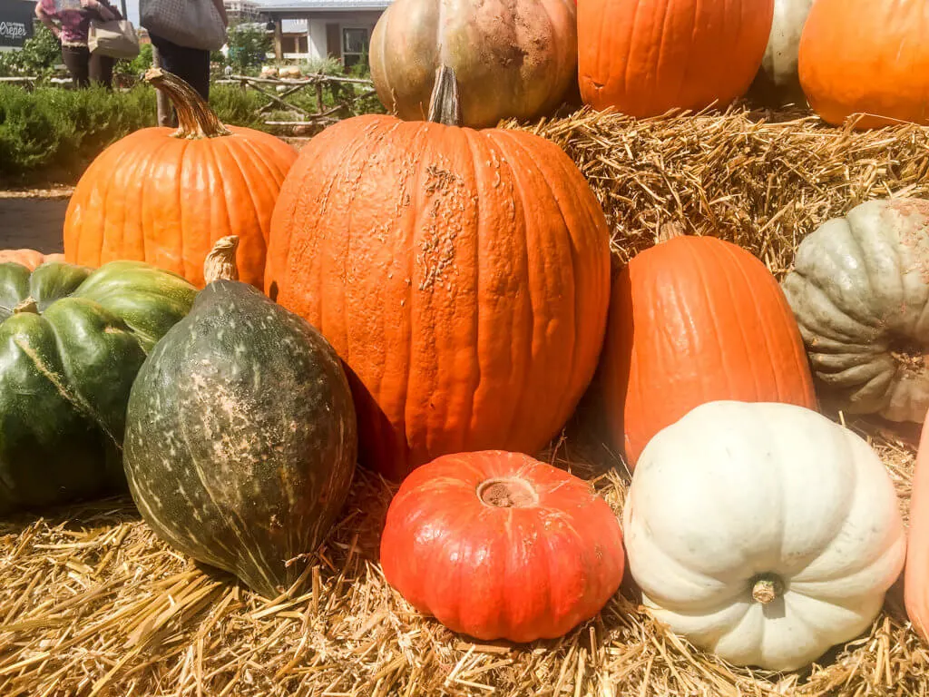 Fall orange and green heirloom pumpkin display at Magnolia Market and Silos, Waco, TX