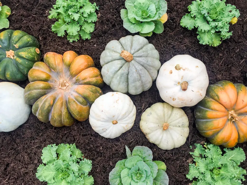 Orange and green heirloom pumpkins at Magnolia Market at the Silos, Waco, TX