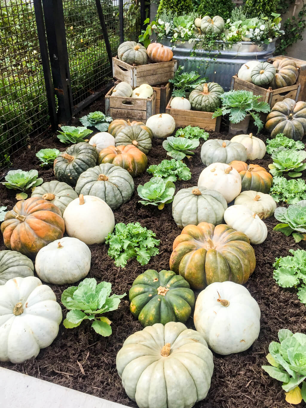 Fall pumpkin display at Magnolia Market and Silos, Waco, TX