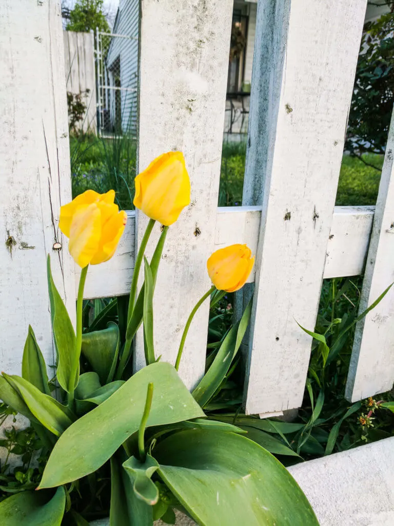 Yellow tulip and a white picket fence