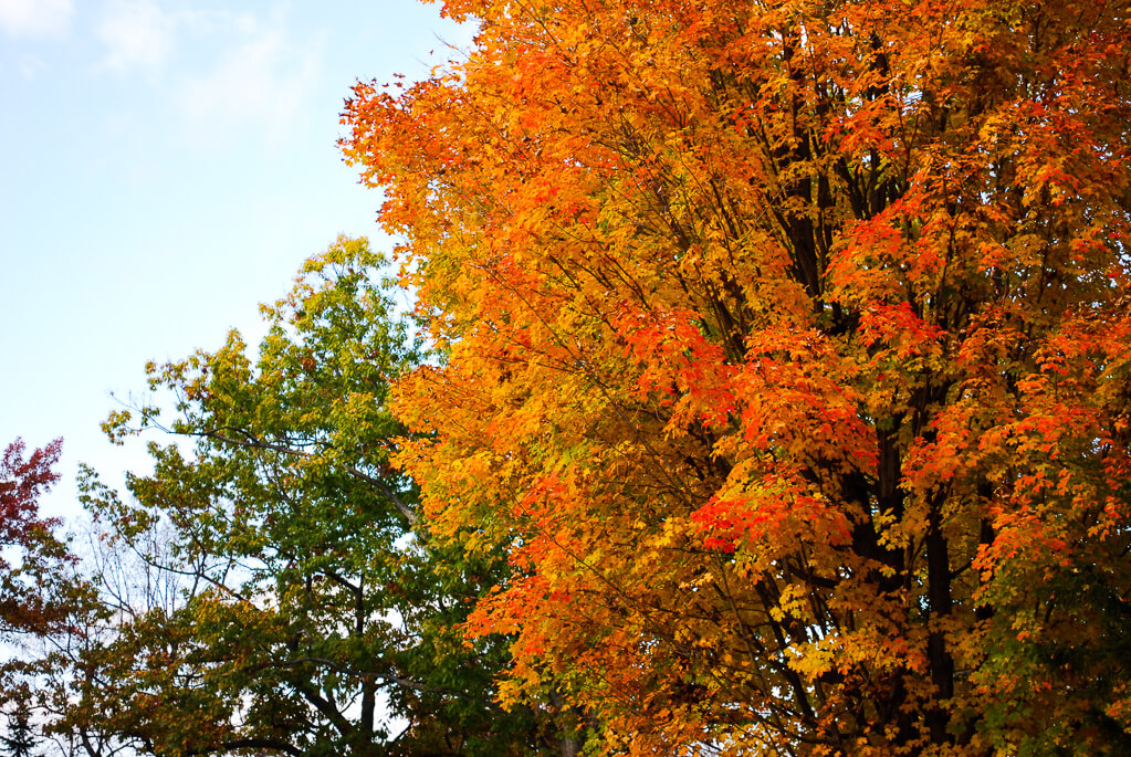 Wisconsin fall leaves