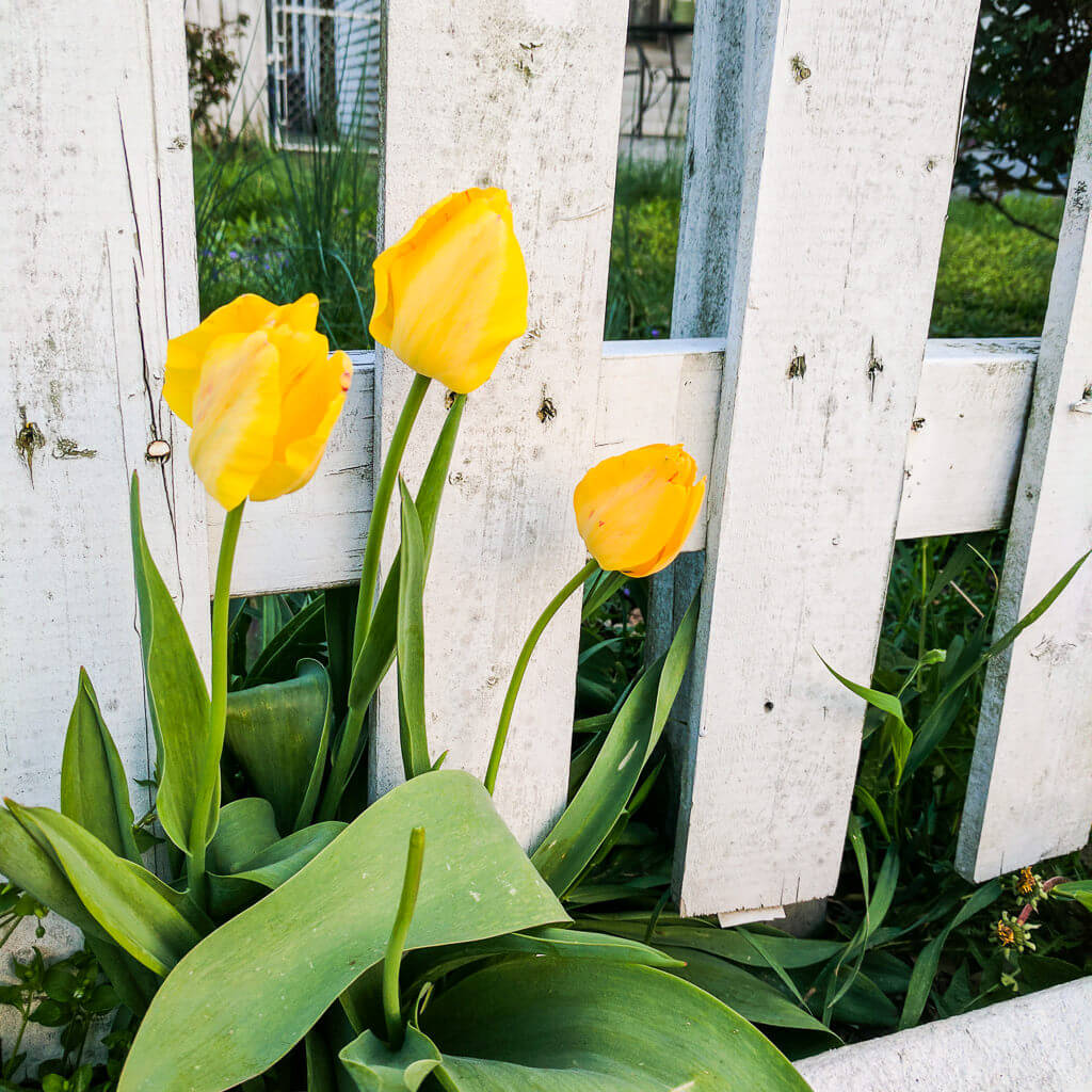 Yellow tulips near white fence